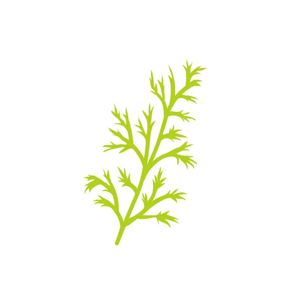 Dill Arten Kraut Nahaufnahme Symbol Vektor Illustration — Stockvektor