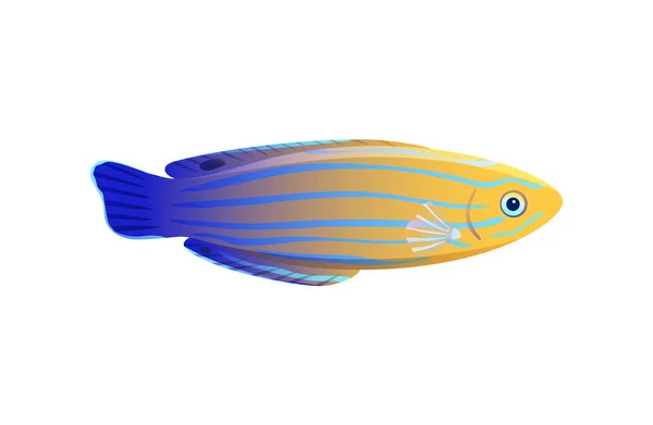 Rayas amarillas y azules Wrasse aisladas en blanco — Archivo Imágenes Vectoriales