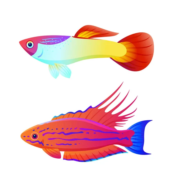 Ενυδρεία Χρωματιστό ψαράκι και ξιφονούρης ψάρια κάτοικο αφίσα — Διανυσματικό Αρχείο
