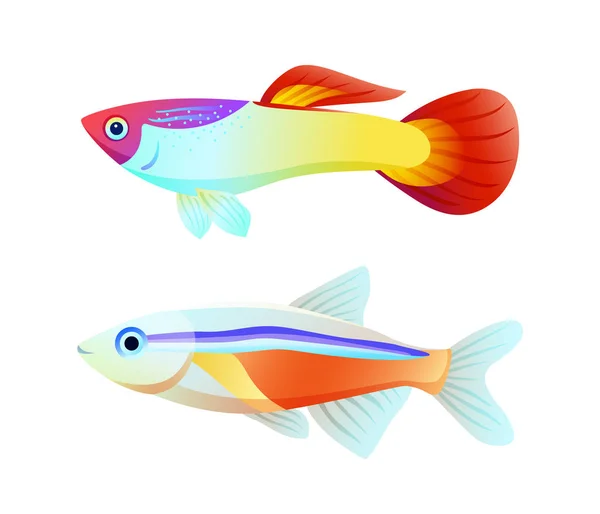 Τετρα νέον και Guppy ψάρια χρώμα ενημερωτική αφίσα — Διανυσματικό Αρχείο