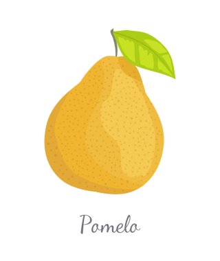 Pomelo egzotik meyve vektör tropikal gıda simgesi