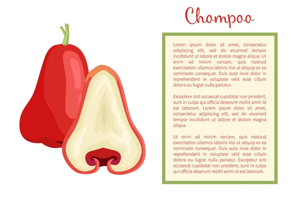Poster vectoriel de fruits mûrs exotiques Champoo Java Apple — Image vectorielle