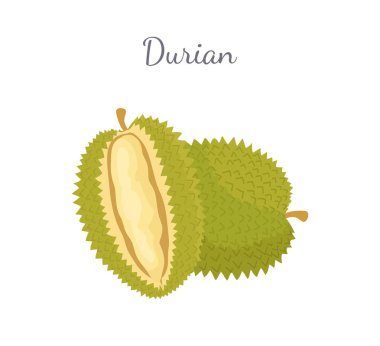 Durian egzotik sulu Tayland Malezya meyve simgesi