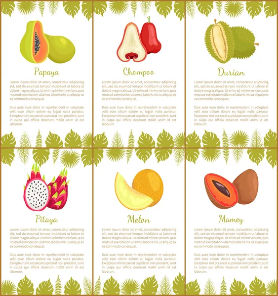 Papaya and Chompoo Pitaya Set of Posters Vector — Διανυσματικό Αρχείο