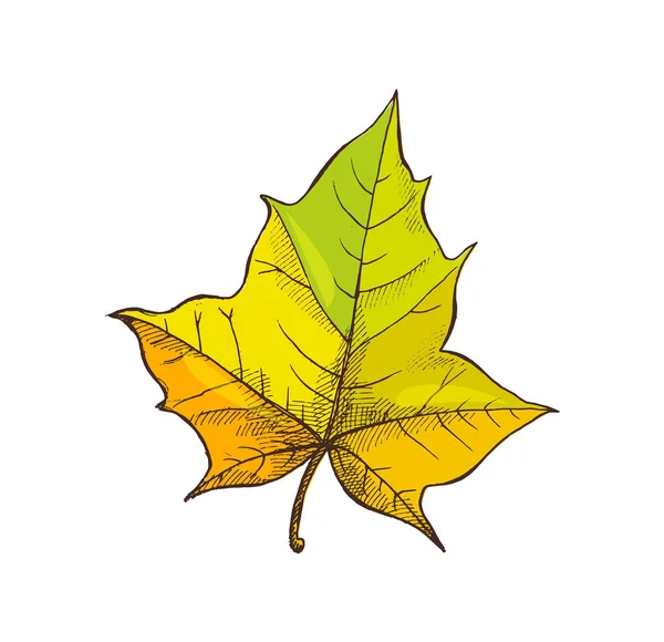 Maple Leaf Shaped Foliage Isolated Icon Vector — Stock Vector