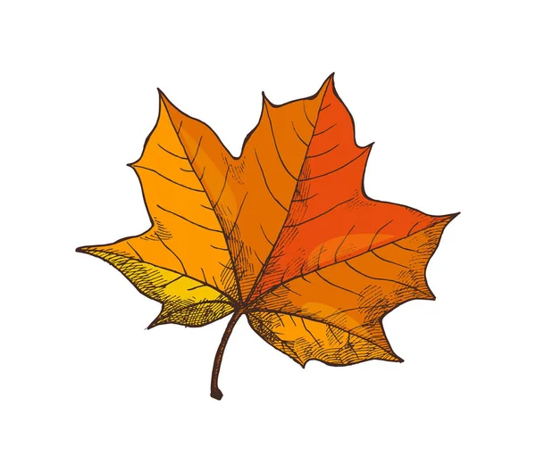 Maple Leaf Autumn Season Period Isolated Vector — Stock Vector