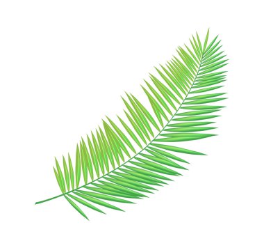 Areca palmiye yaprağı simgesi Closeup vektör çizim