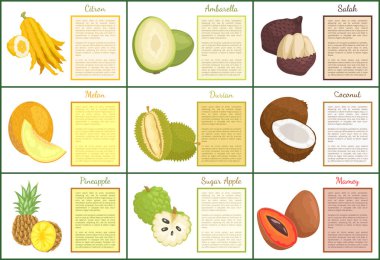 Ağaç kavunu ve salak meyve posterler metin ile vektör ayarlayın. Püresi ve ananas, şeker elma ve durian. Kavun Hindistan cevizi ve ambarella egzotik tropik gıda