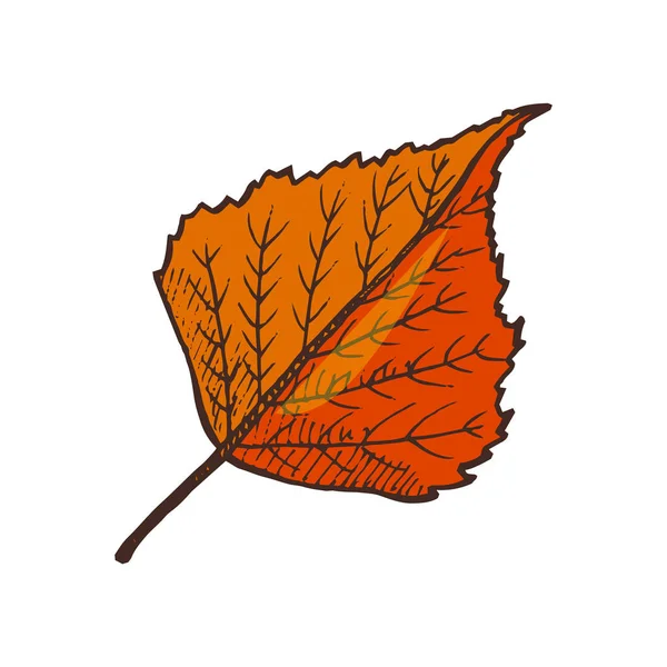 Leaf Autumnal Symbol Isolated Icon Shape Vector — Stock Vector