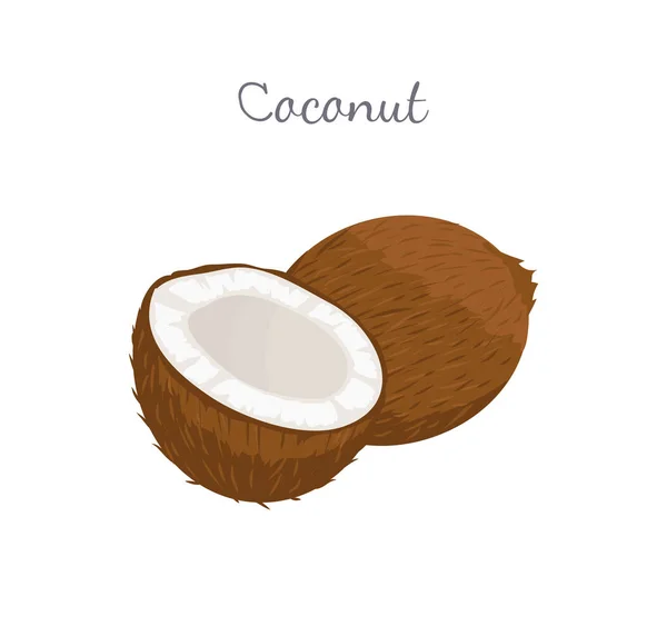 Illustration vectorielle de fruits exotiques de noix de coco isolée — Image vectorielle