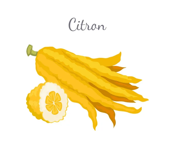 Cedrón exótico jugoso grande fragante cítrico fruta — Vector de stock