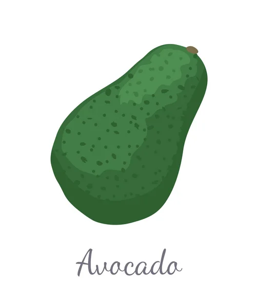 Avocado Alligator Pear Exotic Juicy Fruit Vector - Stok Vektor