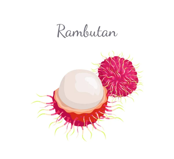 Rambutan exotické ovocné vektorové izolované ikonu — Stockový vektor