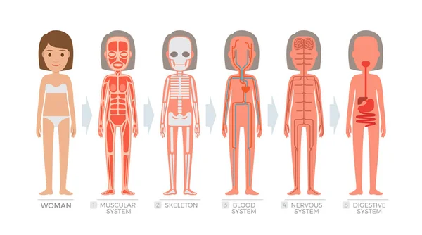 Sistema de anatomía de la mujer y estructura del cuerpo humano — Vector de stock