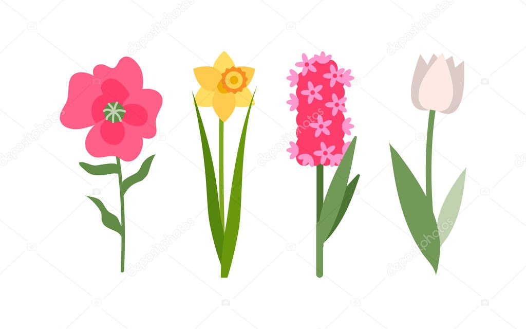 Tulip and Daffodil Flowers Set, Pink Hyacinth