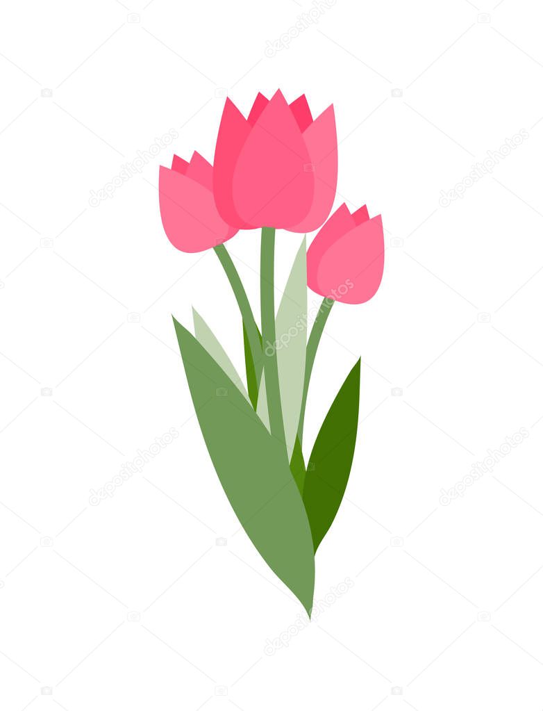 Pink Tulips with Green Foliage, Flowers Vector