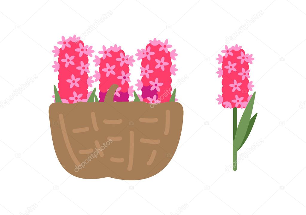 Pink Flowers in Basket, Blooming Hyacinth Isolated