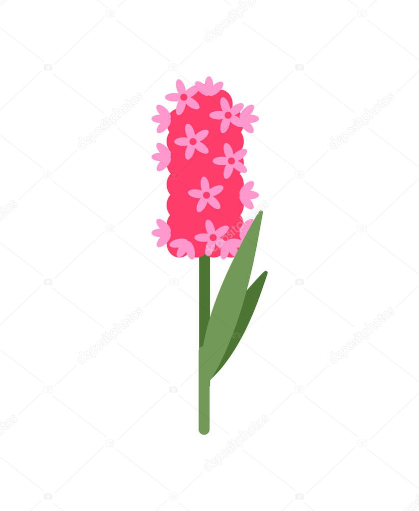 Pink Hyacinthus with Small Flowering, Isolated