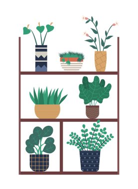 Saksıya Dikilen Calla Çiçeği, Sera Rafı