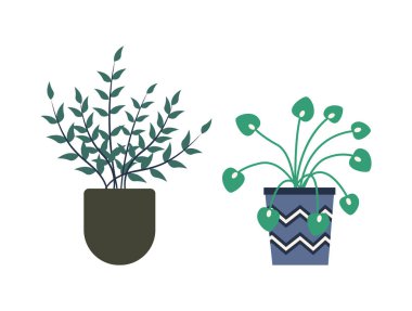 Saksılarda Sera Bitkileri, Portakal Flora Çiçekleri