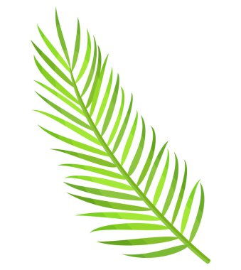 Palmiye Ağacı Yaprakları, Egzotik Dekorasyon, Tropics