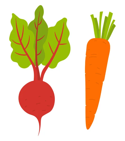 Radici di barbabietola e verdure di carota. Ortaggi vettori — Vettoriale Stock