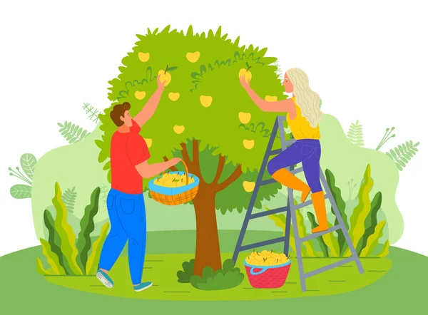 Грушевое дерево Люди собирают фрукты в саду фермеров — стоковый вектор