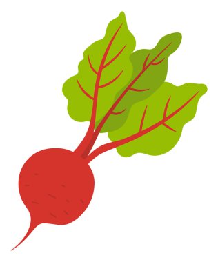 Pancar kökü bitkisel Izole. Vektör hasat Crop