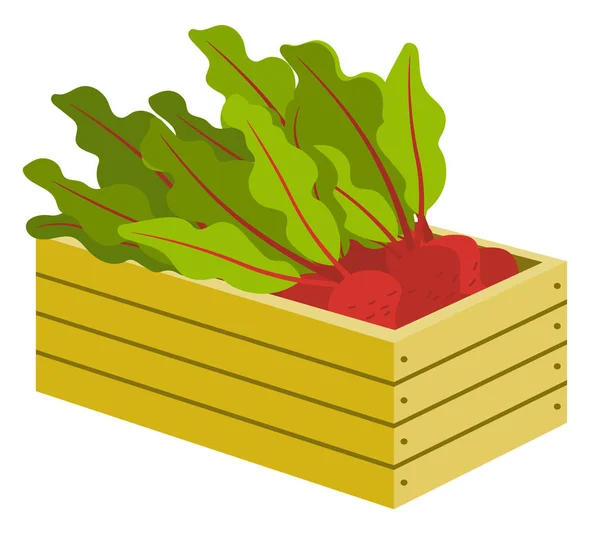 Gemüse in Schachtel, Rüben mit Blättern im Kastenvektor — Stockvektor