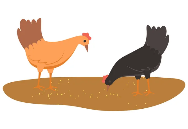 Gallinas comiendo comida del suelo, pollo con trigo — Vector de stock