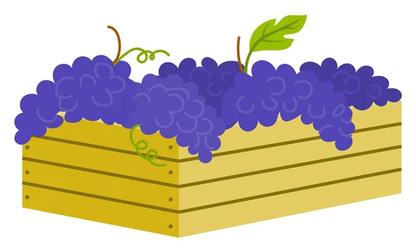 Trä behållare med mogna lila druvor isolerade — Stock vektor