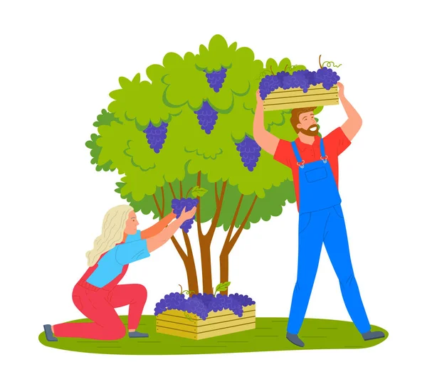 Homme et femme cueillant des raisins Plantation de vignoble — Image vectorielle