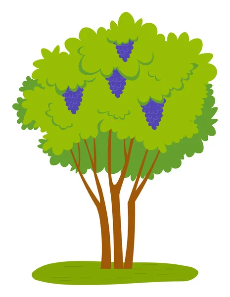 Hrozny rostou na zeleném svazku čerstvé pulzující listí — Stockový vektor