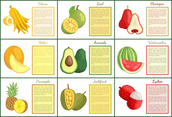 Citron y Chompoo Lychee Durian Carteles Vector — Archivo Imágenes Vectoriales