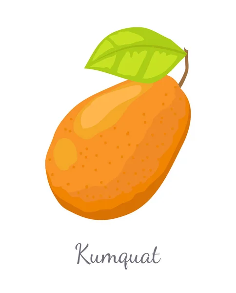 Kumquat Vetor de frutas suculentas exóticas Citrus isolado — Vetor de Stock