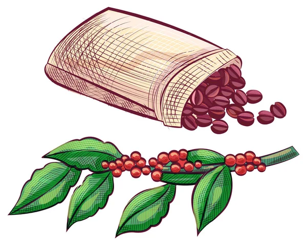 Feijões de café em saco e ramo com folhas folhagem — Vetor de Stock