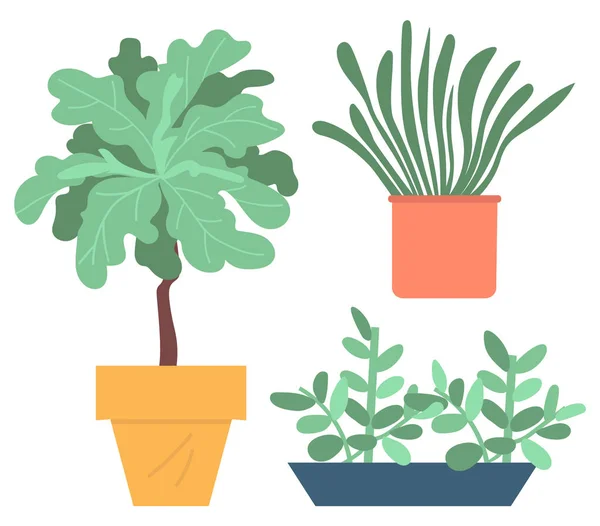 Zimmerpflanzen im Topf oder in der Vase Pflanzen Laubvektor — Stockvektor