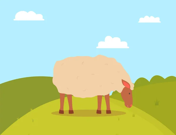 Прогулочная ферма овец животных на траве, вектор фермы — стоковый вектор