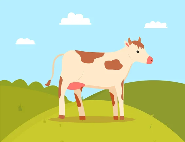 Vaca Caminhando no Campo, Fazendo Animal Bovinos Vetor —  Vetores de Stock
