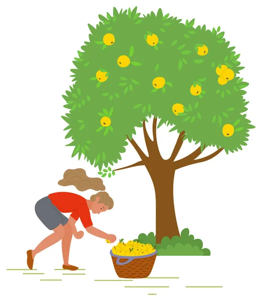Jeune fille cueillette des pommes jaunes vecteur Image — Image vectorielle