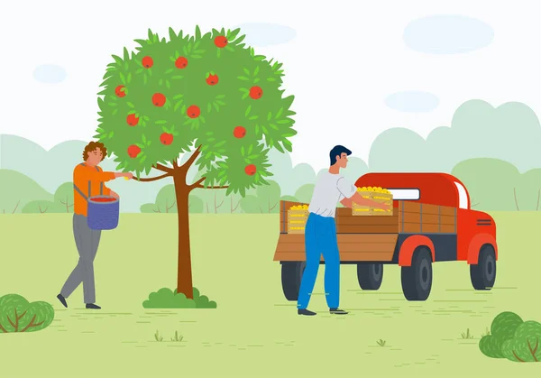 Рабочие в саду, спелые яблоки, транспортный вектор — стоковый вектор