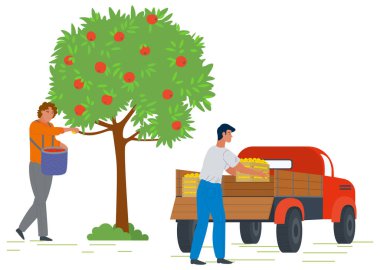 Toplama Elma, Hasat Kavramı Vektör Görüntü