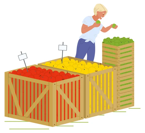 Chica poniendo manzanas cajas de madera imagen vectorial — Vector de stock