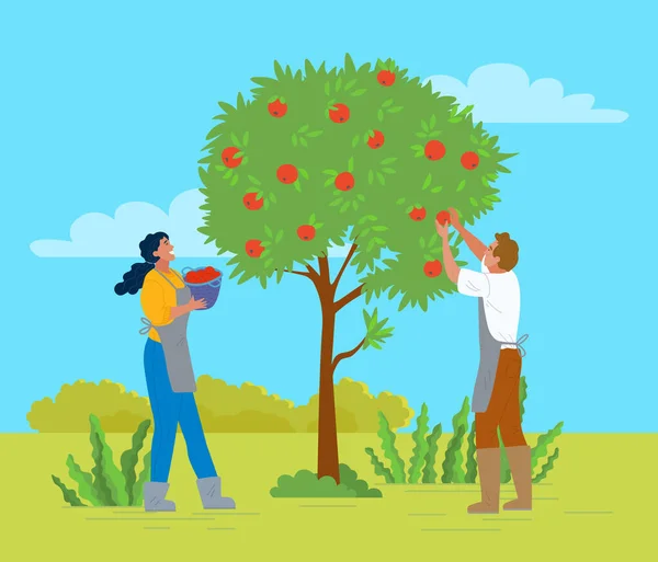 Couple cueillette des pommes dans le jardin homme et femme — Image vectorielle
