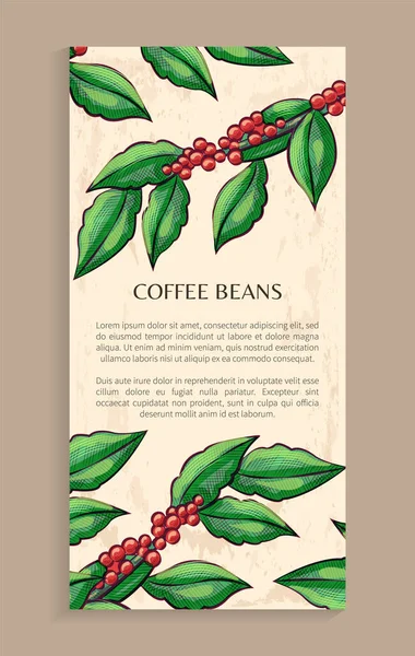 Арабский завод, кофейные зёрна, вектор растений Java — стоковый вектор
