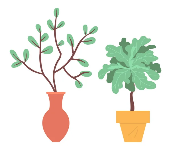 Plantas domésticas en macetas o jarrones Plantas Follaje Vector — Vector de stock