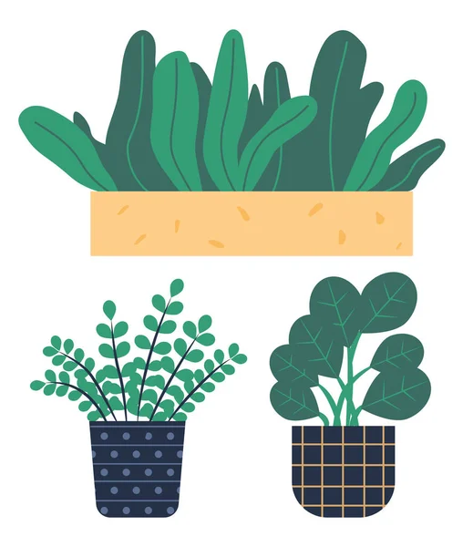 Saksılarda ya da saksılarda yetişen bitkiler. Bir grup yeşil ev bitkisi ve çiçek. — Stok Vektör