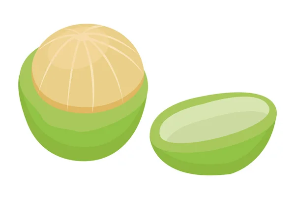 Macadamia ou écrou Maroochi, noyau vert à l'intérieur de la coque — Image vectorielle