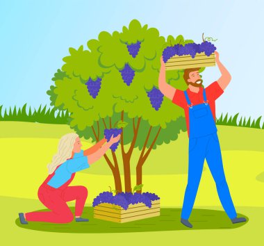 Bir adam ve bir kadın üzüm bağındaki çalılardan üzüm topluyor. Olgun üzüm toplayan çiftçiler