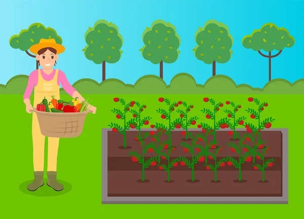 Agricultor usando chapéu e uniforme segurando cesta de legumes, cultivando tomates na cama do jardim —  Vetores de Stock